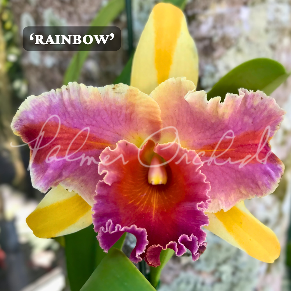 Rlc. Amazing Thailand — Palmer Orchids